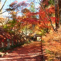 金蔵院:参道の紅葉