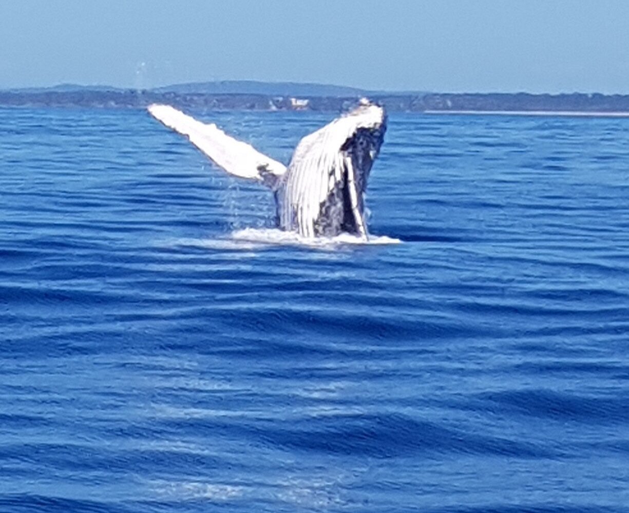 whale watching tours yamba