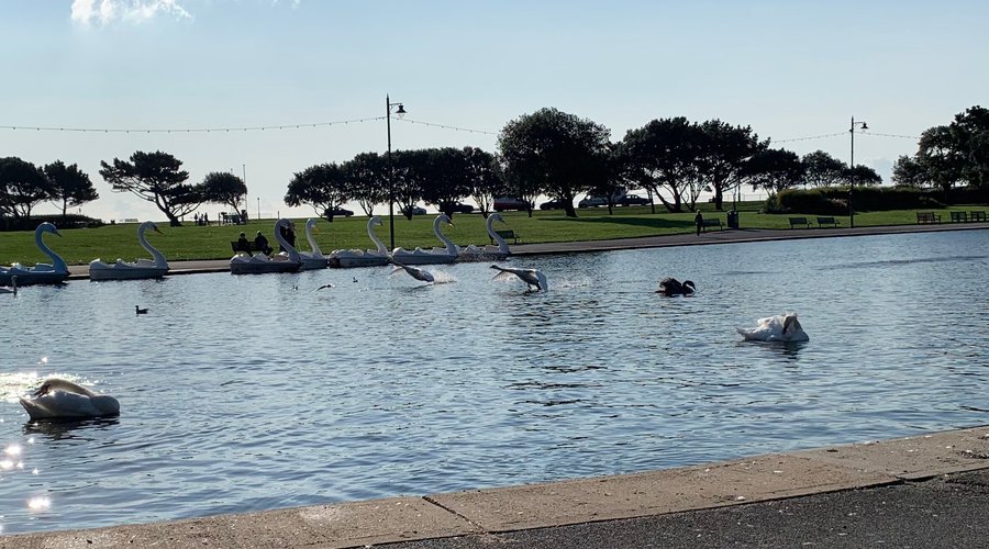Coming in to land. Swans on Canoe Lake in Southsea. 