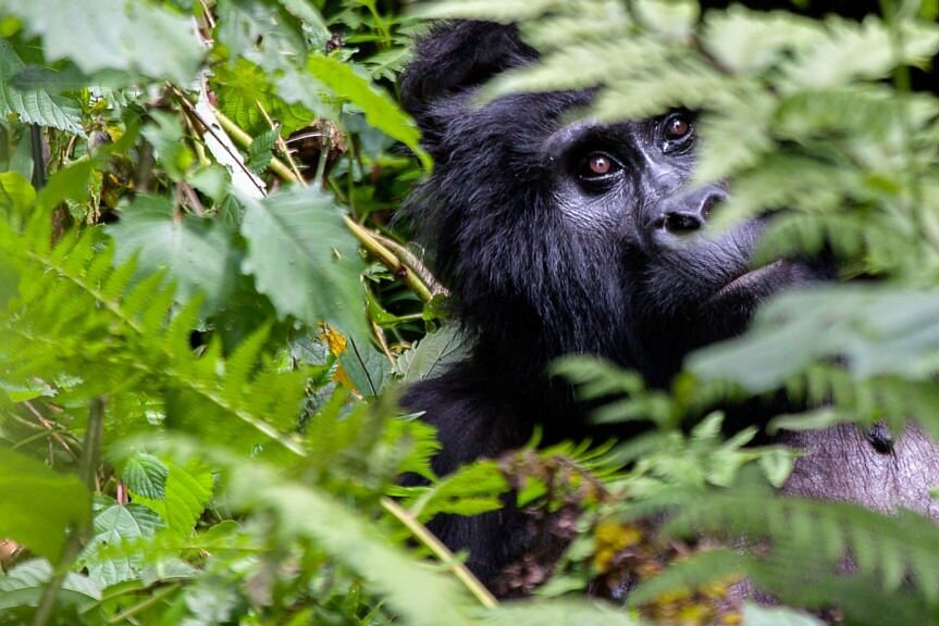 Lux Gorilla Safaris Ltd image