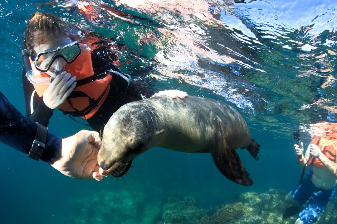 Cabo Shark Dive - All You Need to Know BEFORE You Go (2024)