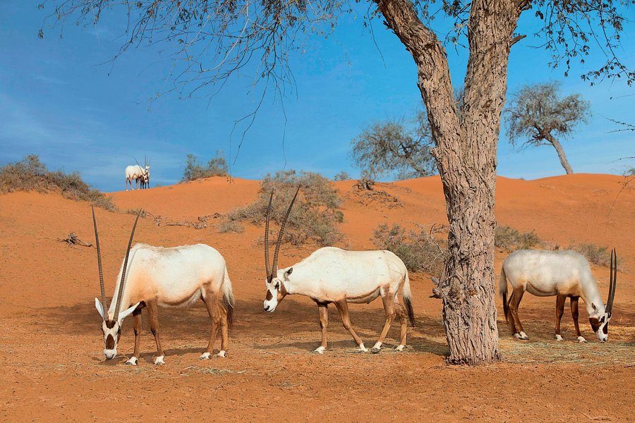 The Ritz Carlton Ras Al Khaimah Al Wadi Desert Updated 21 Prices Resort Reviews United Arab Emirates Tripadvisor The Ritz Carlton Ras Al Khaimah Al Wadi Desert Updated 21 Prices Resort Reviews United Arab Emirates Tripadvisor