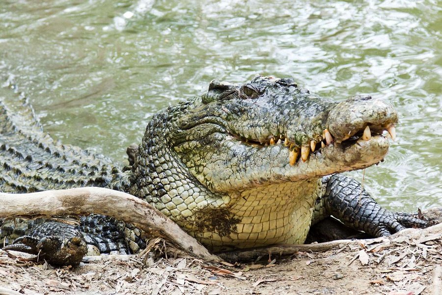 daintree rainforest crocodile tours