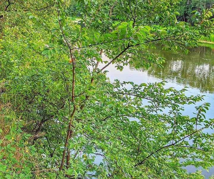 Severskiy Donets River Trail Oaks image