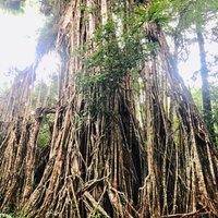 Cathedral Fig Tree (Yungaburra) - All You Need to Know BEFORE You Go