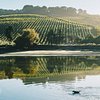 Things To Do in Napa Valley and Sonoma, Wine Tours, Restaurants in Napa Valley and Sonoma, Wine Tours