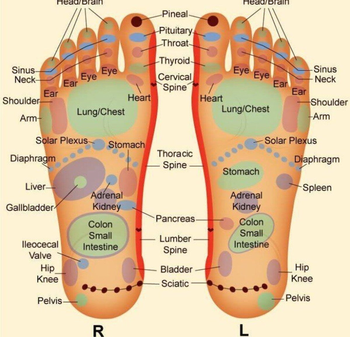 Стопа с точками органов фото. Аккупунктура и аккупунктурные точки на стопе. Рефлексология. Рефлексология точки. Рефлексология массаж.