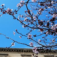Foto della facciata della bellissima e storica biblioteca comunale "E. Taranto", scattata in primavera, da sotto gli alberi in fiore che contornano la via Santa Maria di Gesù.