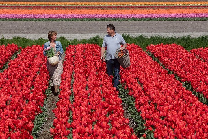 2024 Tour of the Tulip Fields in a Typical Ducth Tulip Farm