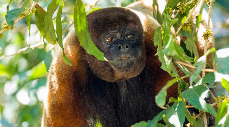 Woolly Monkey near the Lodge.