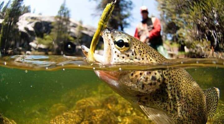 Beaverkill trout