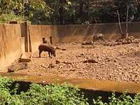 Bondla Wildlife Sanctuary (Goa) - All You Need to Know BEFORE You Go Bondla Wildlife Sanctuary (Goa) - All You Need to Know BEFORE You Go