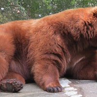 bear
