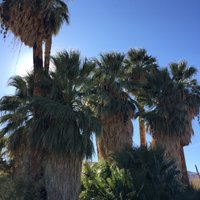 Twentynine Palms Oasis (Oasis of Mara) (Joshua Tree National Park ...