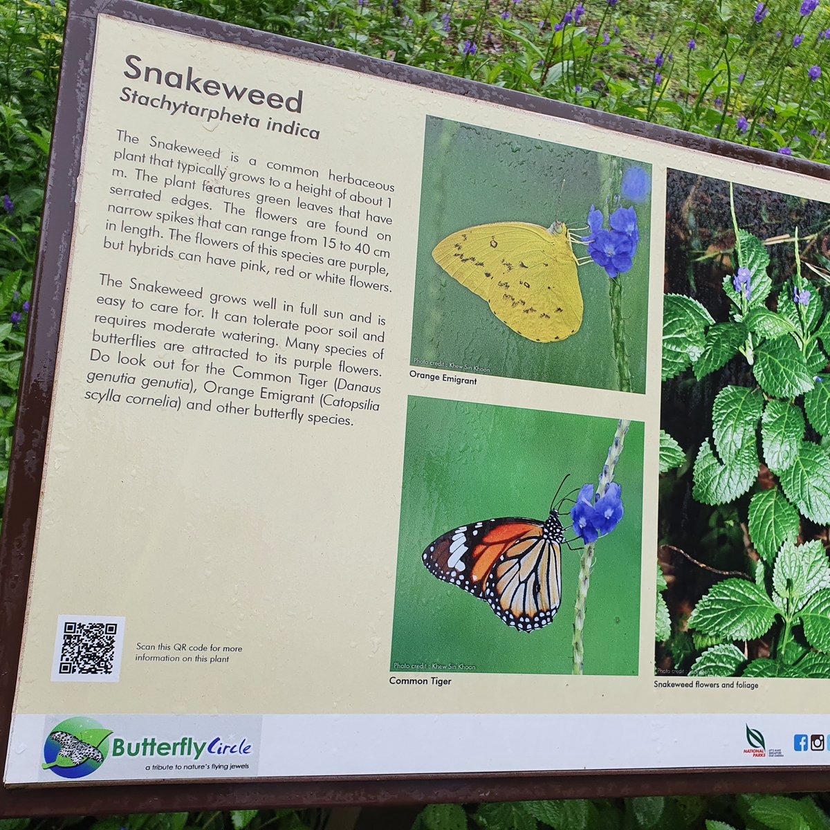 Butterfly Hill (Singapore) - All You Need to Know BEFORE You Go