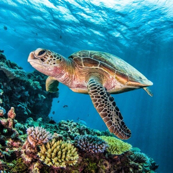 Snorkeling Turtles In Mirissa - All You Need to Know BEFORE You Go