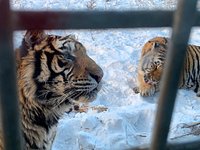 Siberian Tiger Park in Harbin 🇨🇳