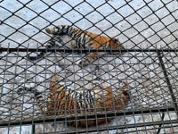 Latest travel itineraries for Hengdaohezi Siberian Tiger Park in December  (updated in 2023), Hengdaohezi Siberian Tiger Park reviews, Hengdaohezi  Siberian Tiger Park address and opening hours, popular attractions, hotels,  and restaurants near