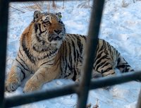 Siberian Tiger Park in Harbin 🇨🇳