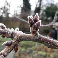 Abbey Physic Community Gardens