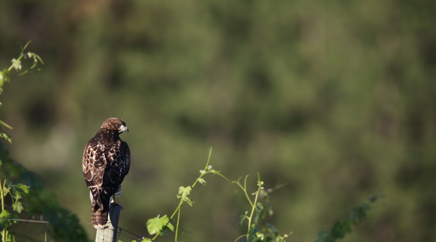 Red tall hawk.  The mity bird or the land! 