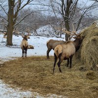 Gaylord's City Elk Park - All You Need to Know BEFORE You Go (2024)