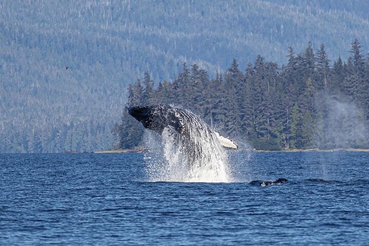 2024 Ketchikan Whale Watching and Nature Tour