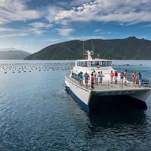 motuara island bird sanctuary and ship cove cruise from picton