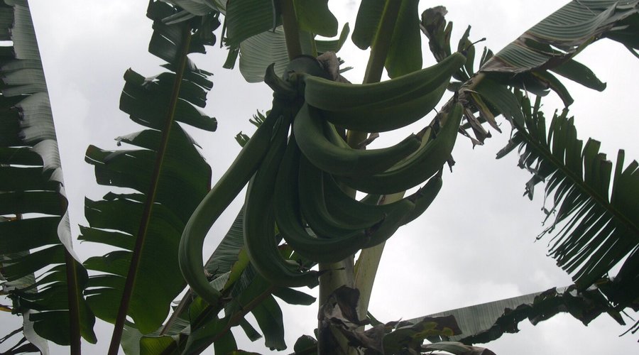 Souvenirs de mes Voyages --- France -- Antilles -- Martinique -- Visiter le musé de la banane est un moment convivial et vous apprend à connaître mieux la culture et la cueillette de ce fruit si apprécié 21.01.22