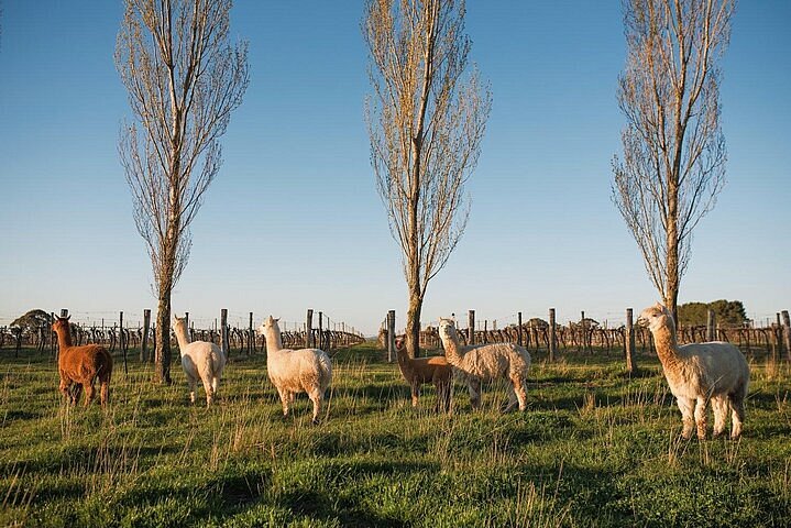 Alpacas na Heifer Station Wine, uma adega e quinta adequada para famílias em Orange, Nova Gales do Sul, Austrália