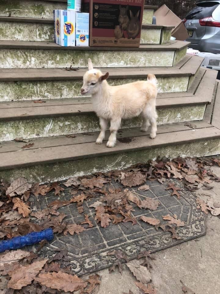 Funny Farm Rescue Animal Sanctuary (Mays Landing) - All You Need to