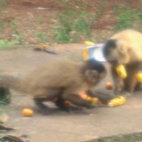 Entrega de bananas