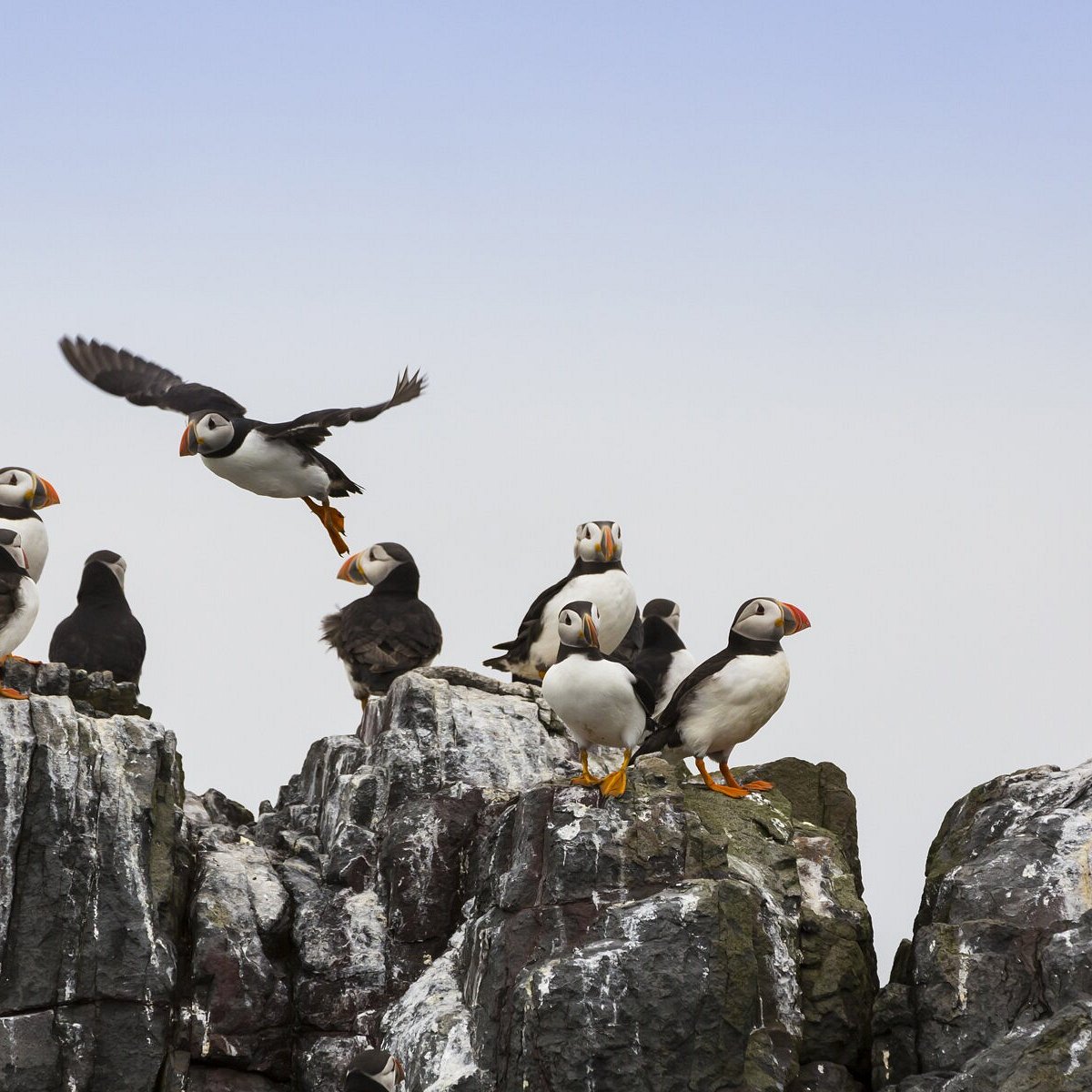 Cooped Up? Photos Of This Puffin Island Will Make You Feel Free