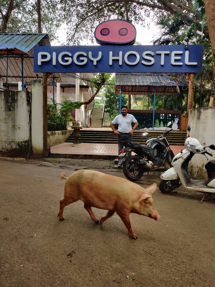 PIGGY HOSTEL CALANGUTE $10 ($̶2̶6̶) - Updated 2023 Reviews - Goa