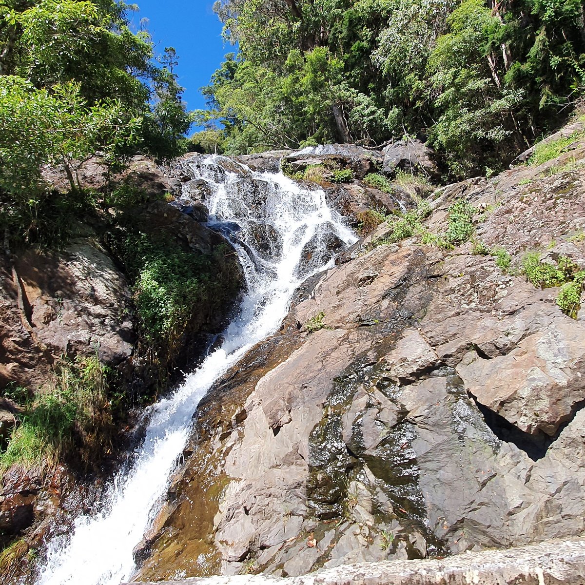 Sherrard Falls (Dorrigo) - 2022 Alles wat u moet weten VOORDAT je gaat ...