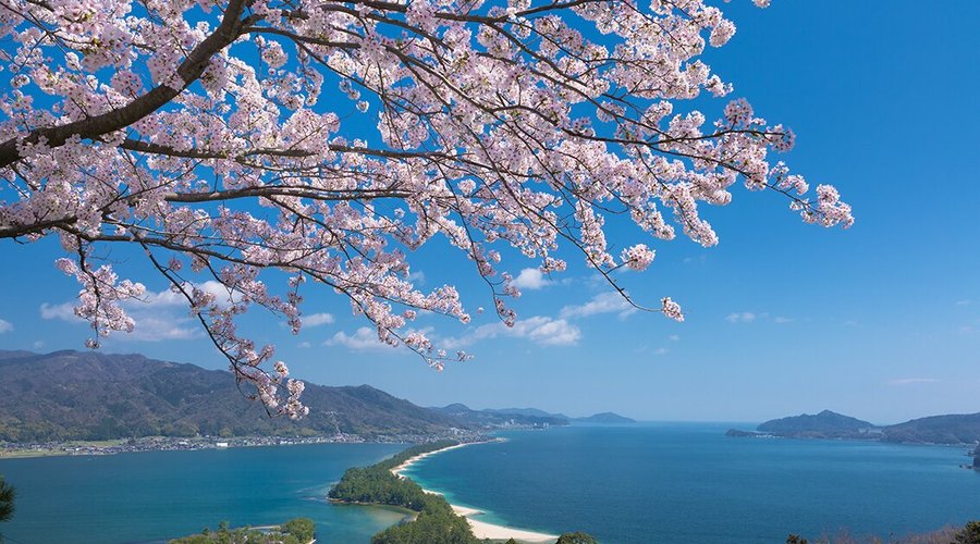 桜と天橋立