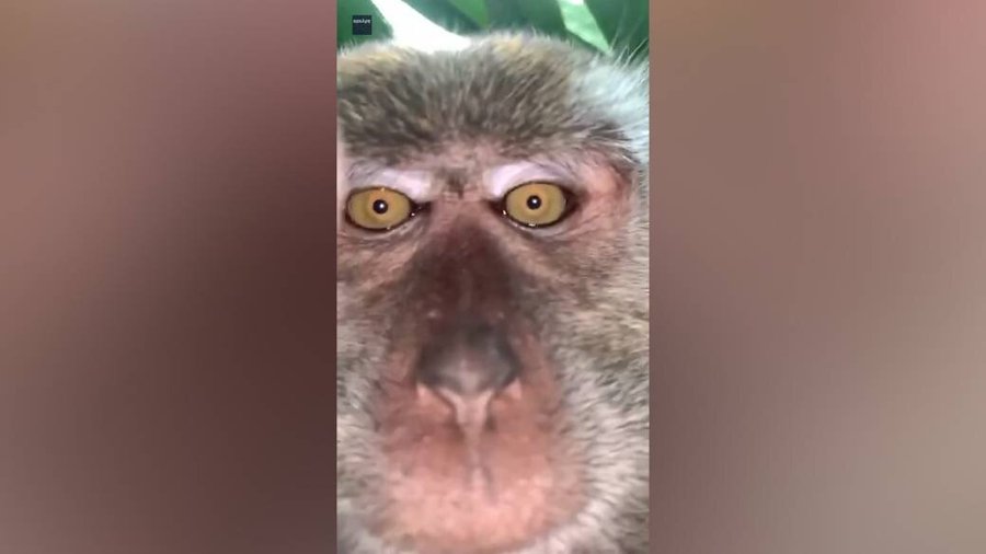 monke