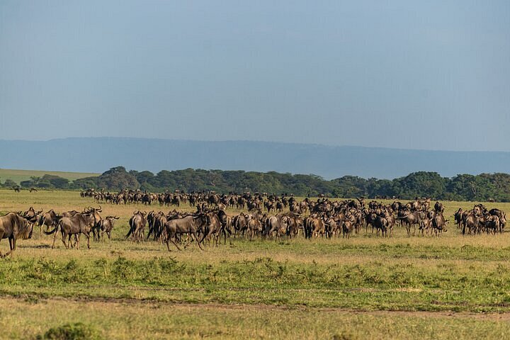 2024 4 Nights Wildebeest migration Maasai Mara