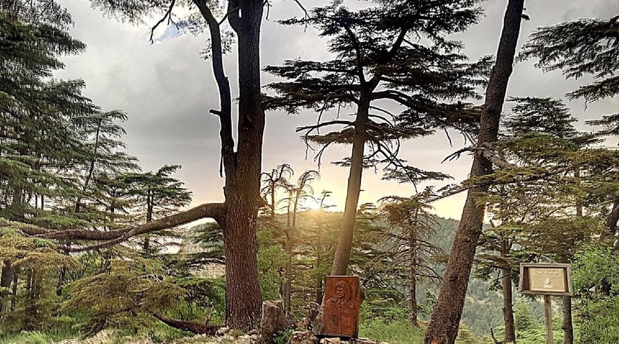 A Complete Guide to Tannourine Cedar Forest: Nature's Hidden Gem - Introduction