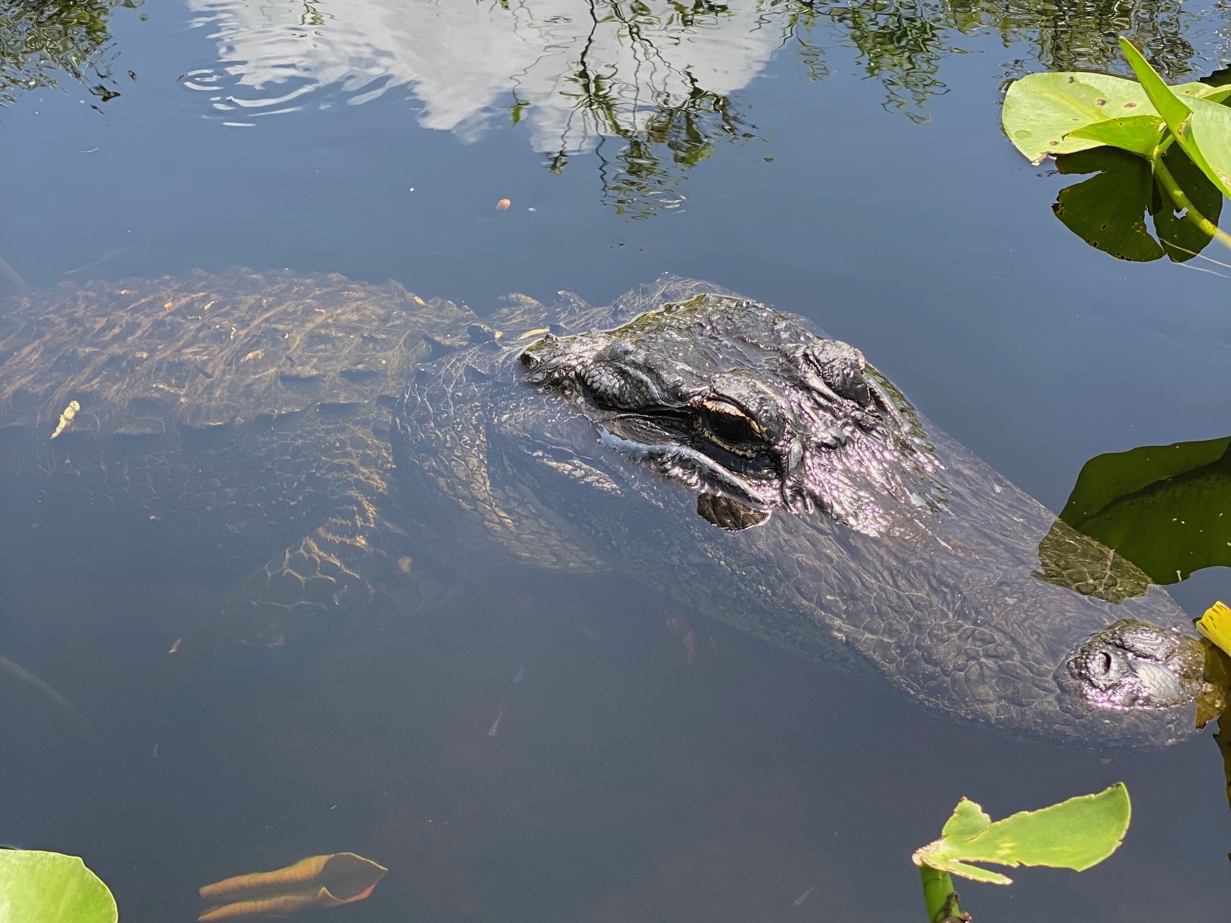 Everglades Swamp Tours - All You Need to Know BEFORE You Go (2024)