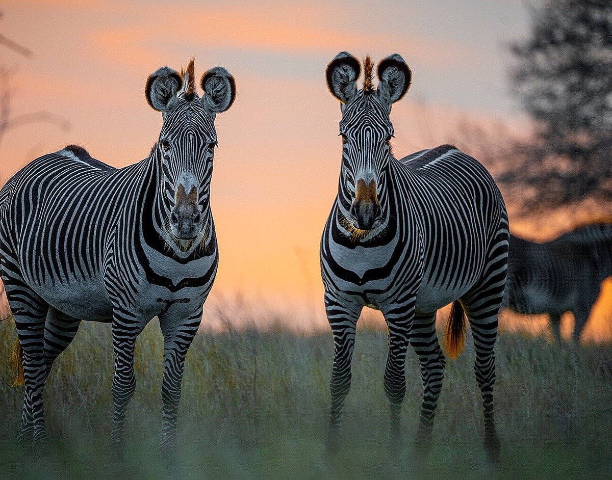 safari tour san antonio