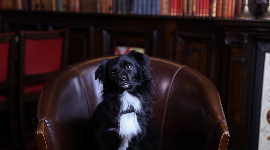Dogfriendly pub