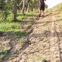 Le nostre vigne