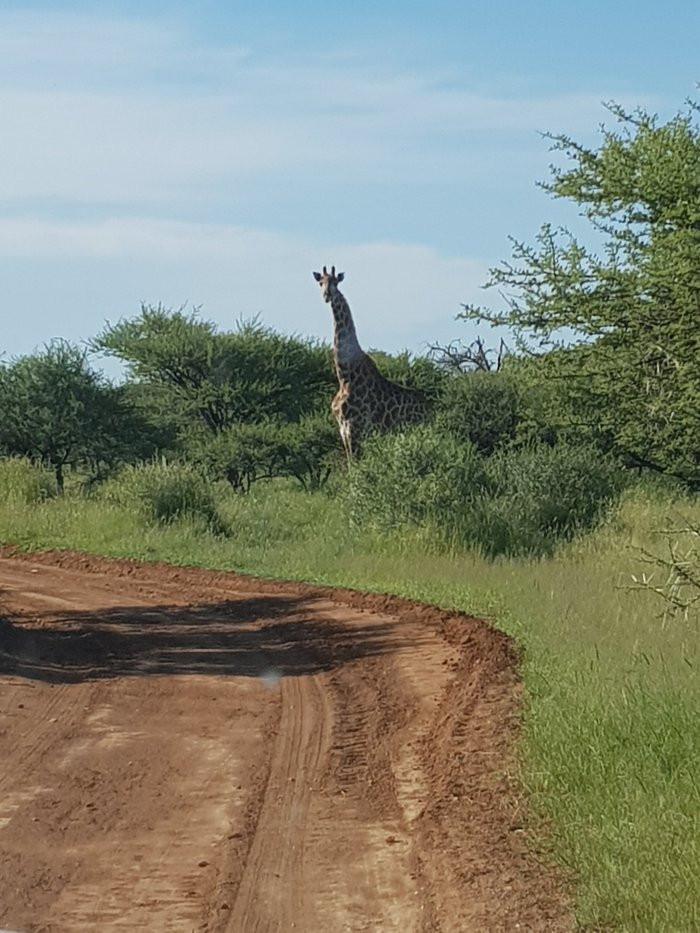 ALEXANDERSFONTEIN GAME FARM - Lodge Reviews (Kimberley, South Africa)