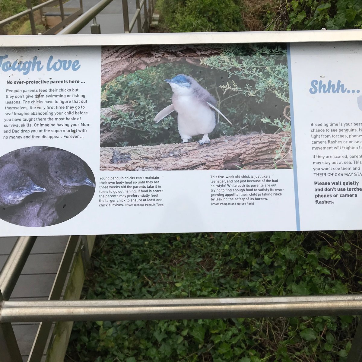 Godfrey’s Beach Penguin Viewing (Stanley) 2022 Alles wat u moet weten VOORDAT je gaat