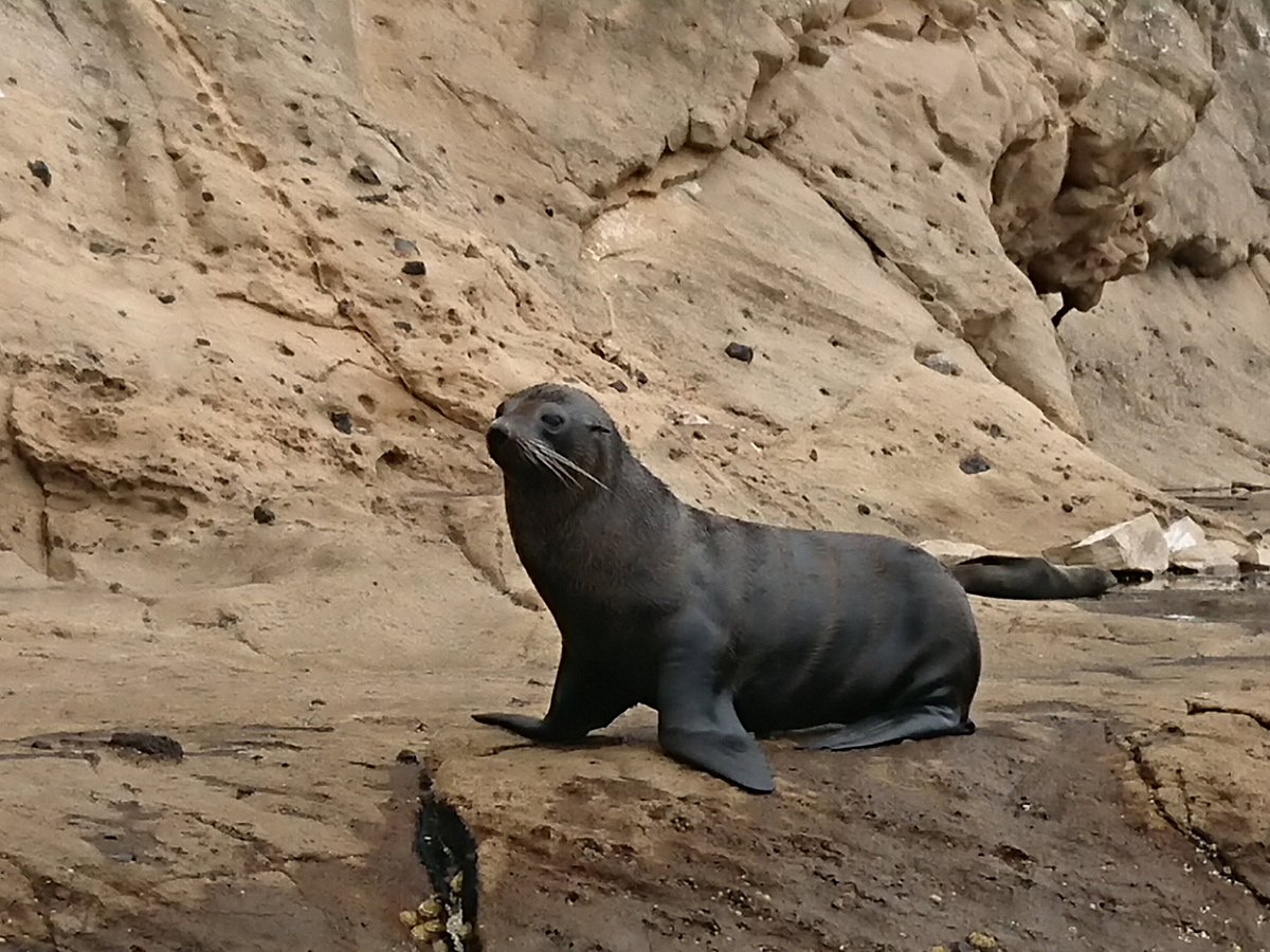 seal tours portland