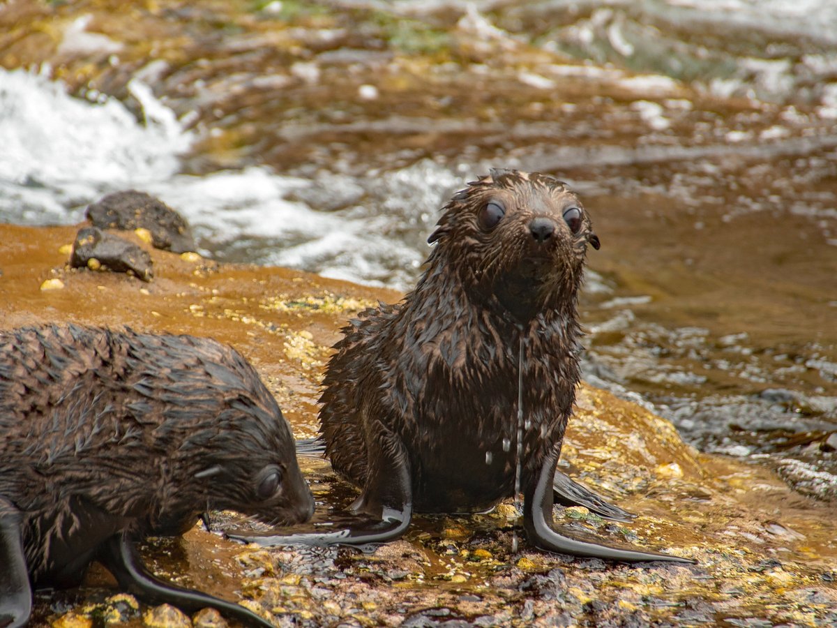 seal tours portland