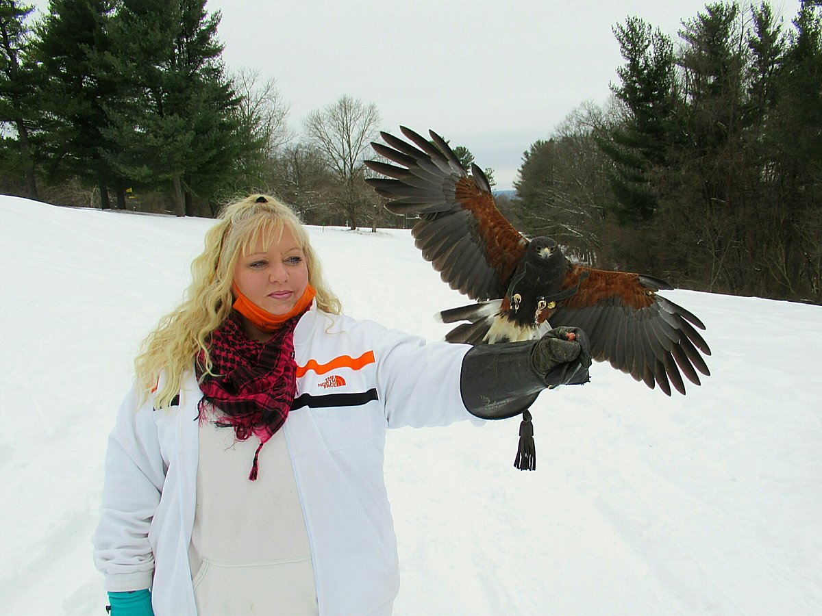 Brief foray into eagle aviary sees excitement build. - Elite Falconry