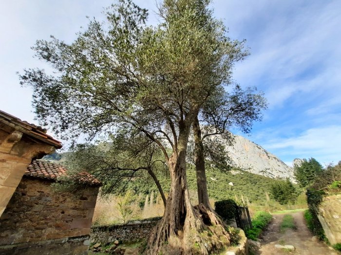 Imagen 5 de Iglesia de Santa María de Lebeña