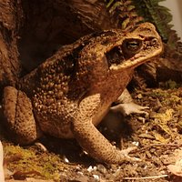 Aga-Kröte (Rhinella marina)
